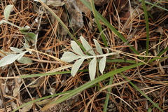 Psephellus marschallianus