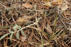 Psephellus marschallianus