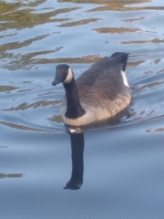 Branta canadensis