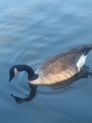 Branta canadensis