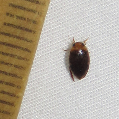 Laccophilus proximus