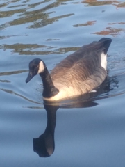 Branta canadensis