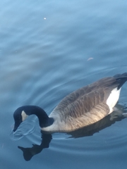 Branta canadensis