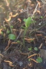 Ranunculus laxicaulis