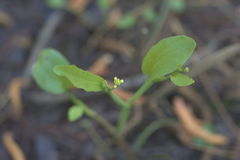 Ranunculus laxicaulis