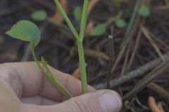 Ranunculus laxicaulis