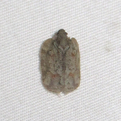 Flataloides scabrosus