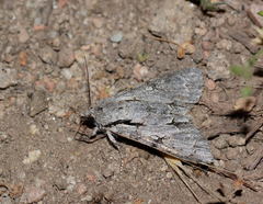 Acronicta angustimacula