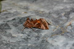 Autographa camptosema