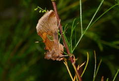 Autographa bractea