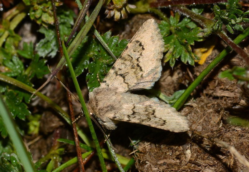 Bryopolia tenuicornis