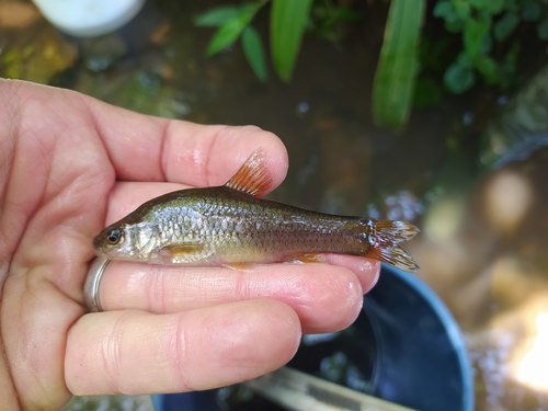 Redeye barb (Enteromius gurneyi) — Cyprinidae