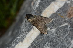 Cucullia maracandica
