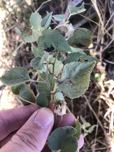 Berlandier's Indian mallow (Abutilon berlandieri)