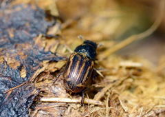 Chilothorax pamirensis