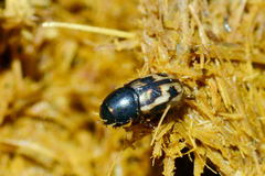 Chilothorax