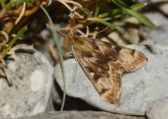 Loxostege eversmanni