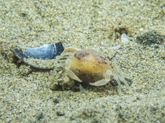 Pinnotheres hickmani