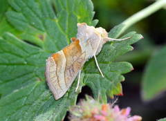 Euchalcia anthea
