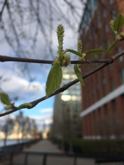Betula nigra