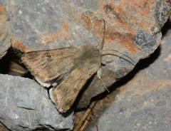 Hypsophila jugorum