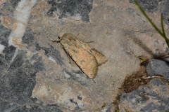Rhyacia junonia