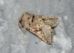 Cossulus alaicus