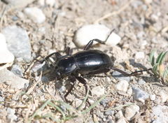 Prosodes turkestanica