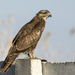 Common Buzzard - Photo (c) Zeynel Cebeci, some rights reserved (CC BY-SA)
