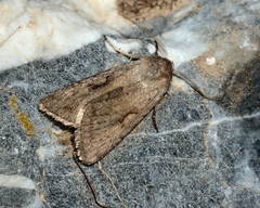 Xestia senescens