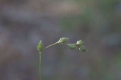 Carex festucacea