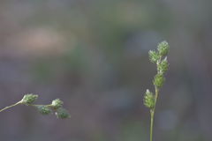 Carex festucacea