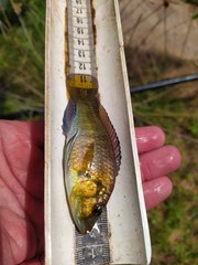 Pseudocrenilabrus philander