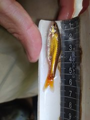 Enteromius viviparus