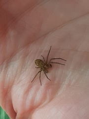 Philodromus