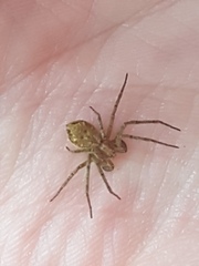 Philodromus
