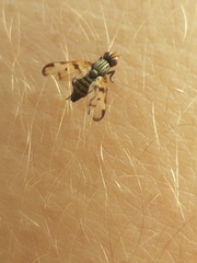 Diptera