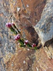 Sonderothamnus petraeus