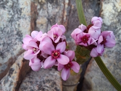 Sonderothamnus petraeus