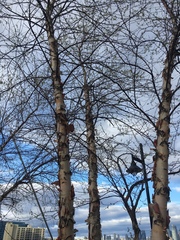 Betula nigra