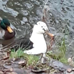 Anas platyrhynchos domesticus