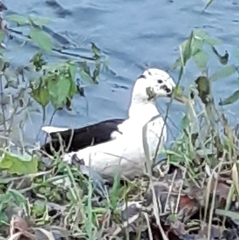 Anas platyrhynchos domesticus