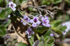 Clinopodium darwinii