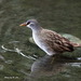 White-browed Crake - Photo (c) Kevin Lin, some rights reserved (CC BY-NC-SA)