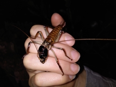 Hemideina thoracica