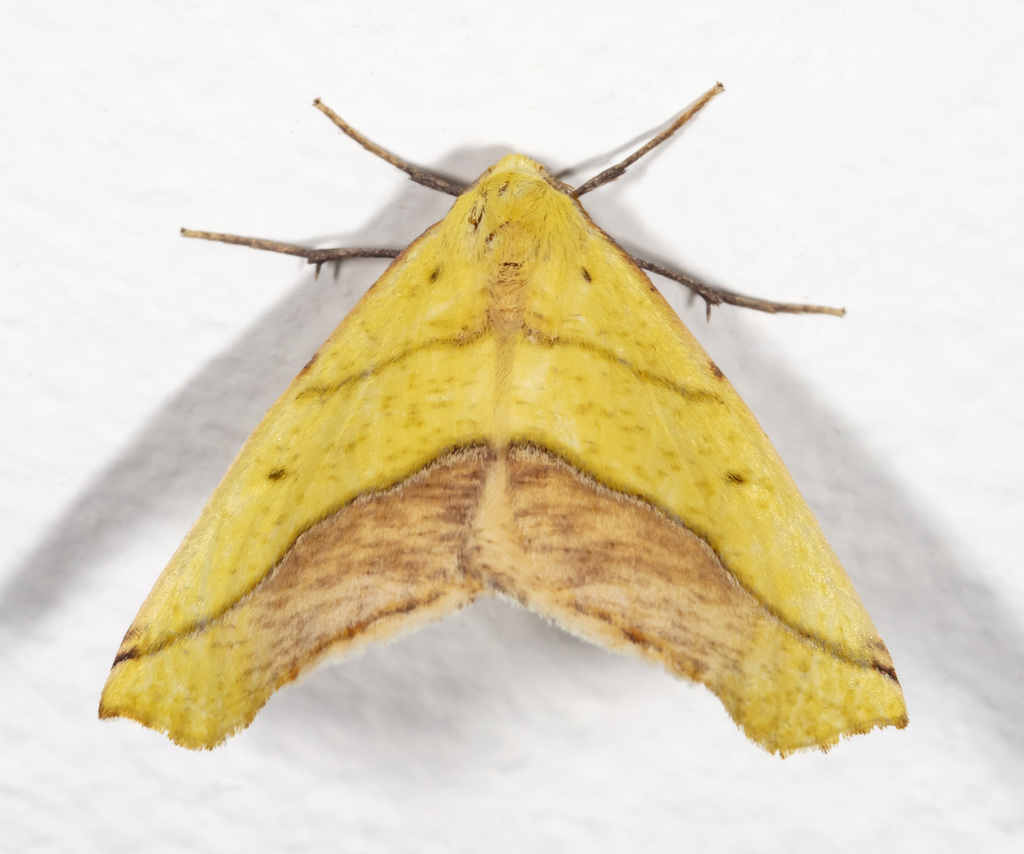 Sharp-lined Yellow