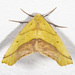 Sharp-lined Yellow - Photo (c) Karl Kroeker, some rights reserved (CC BY-NC), uploaded by Karl Kroeker