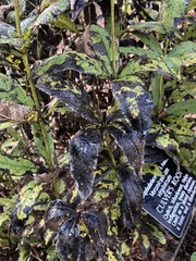 Veronicastrum