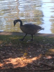 Branta canadensis