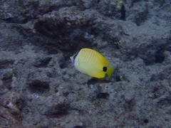 Chaetodon miliaris